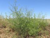 Bilacunaria microcarpos