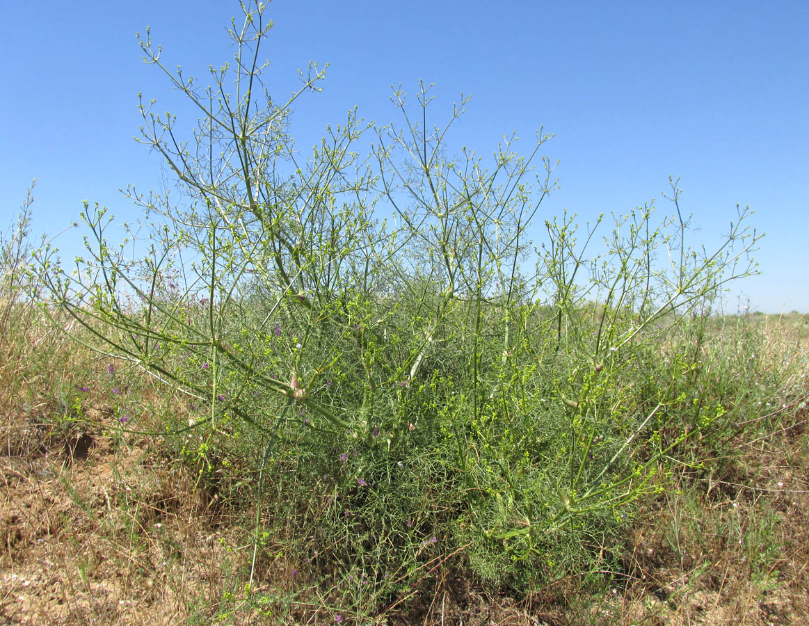 Image of Bilacunaria microcarpos specimen.