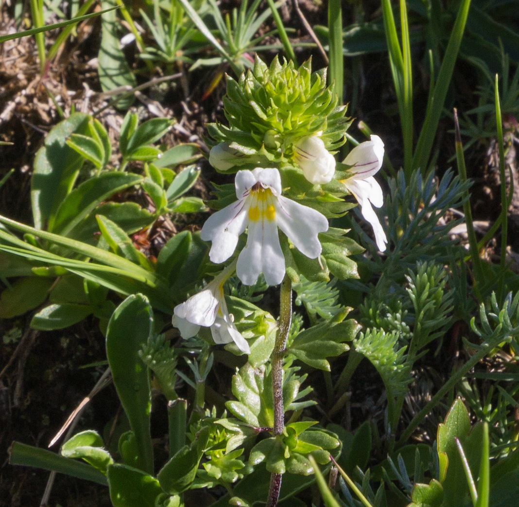 Изображение особи Euphrasia alboffii.