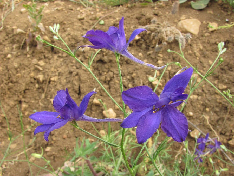 Image of Delphinium divaricatum specimen.