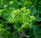 genus Alchemilla. Соцветия. Чувашия, окр. г. Шумерля, поляна в лесу за Низким полем. 20 мая 2008 г.