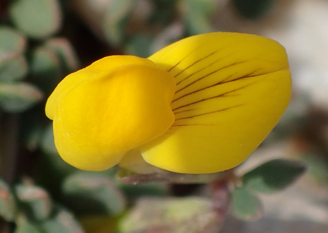 Image of Lotus halophilus specimen.