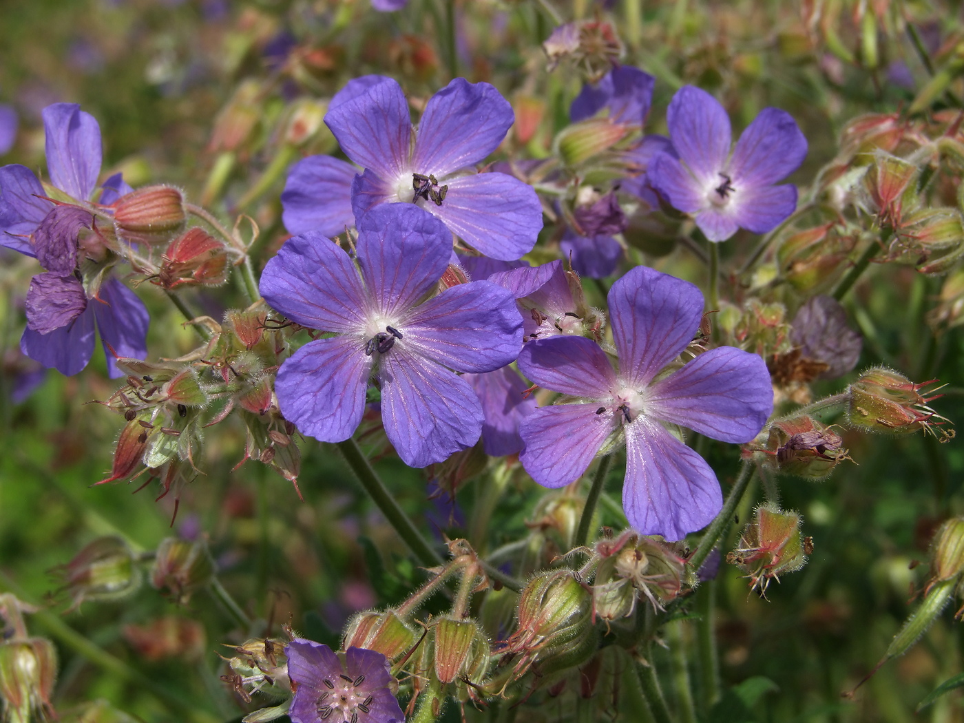 Image of Geranium pratense specimen.