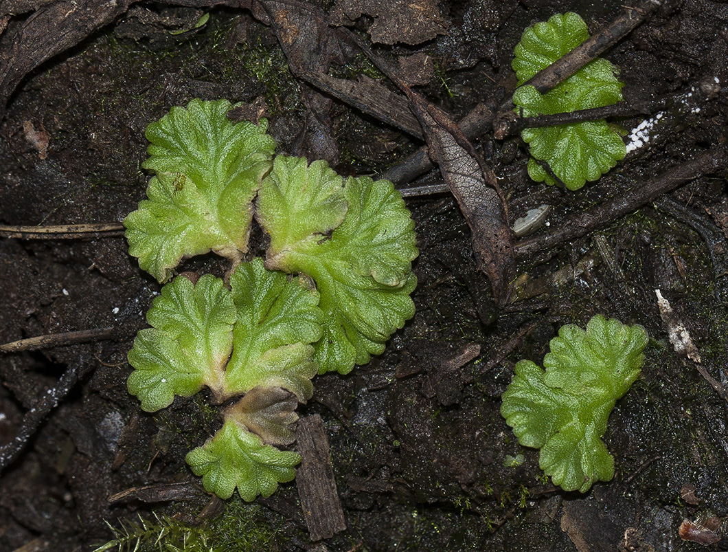 Image of Ricciocarpos natans specimen.