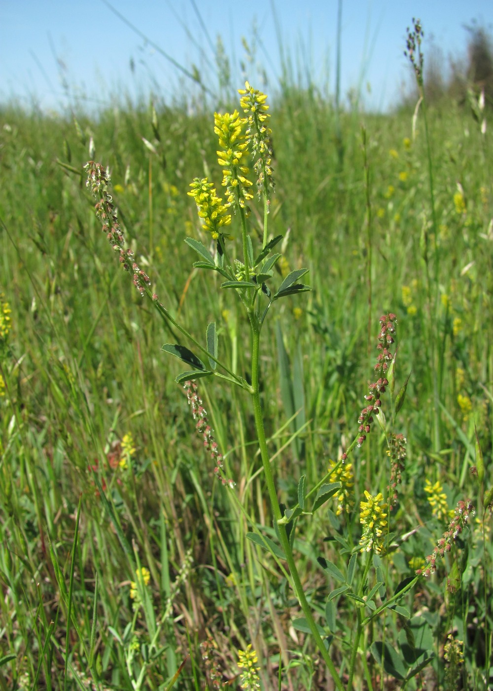 Изображение особи Melilotus indicus.