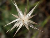 Crupina crupinastrum
