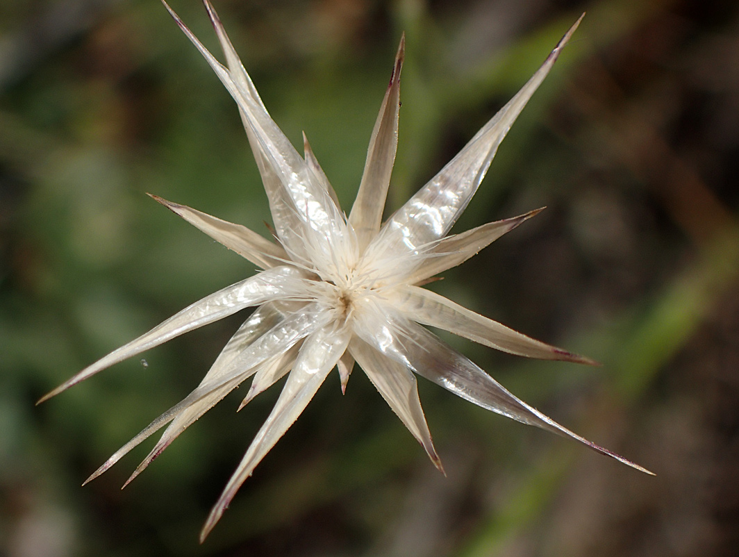Image of Crupina crupinastrum specimen.