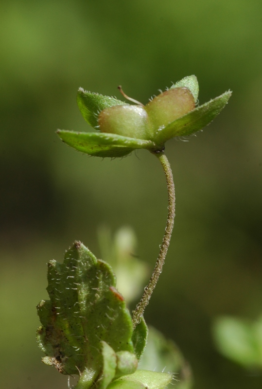 Image of Veronica persica specimen.