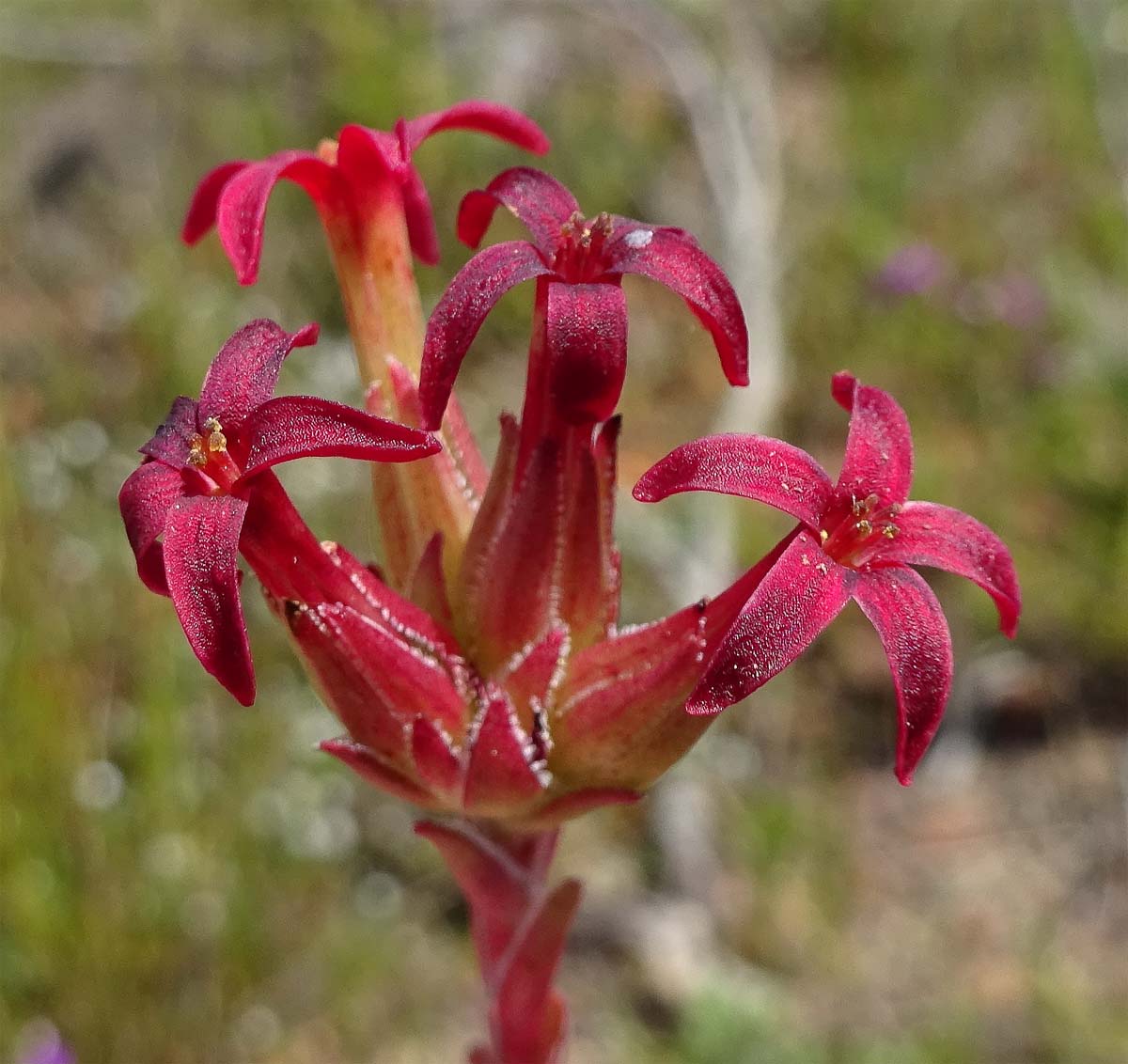 Изображение особи Crassula fascicularis.