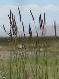Hordeum turkestanicum
