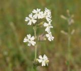 Silene amoena. Соцветие. Иркутская обл., Осинский р-н, окр. дер. Рассвет, Братское вдхр., травянистый склон холма. 04.07.2018.