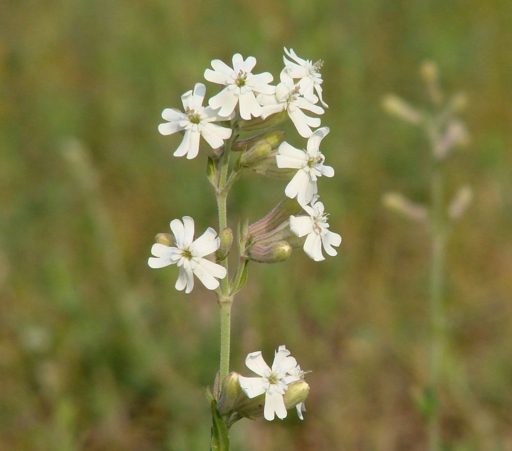 Image of Silene amoena specimen.