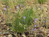 Astragalus nematodes. Цветущее растение. Казахстан, хр. Сырдарьинский Каратау, пер. Куюк, каменистый склон. 26.04.2018.