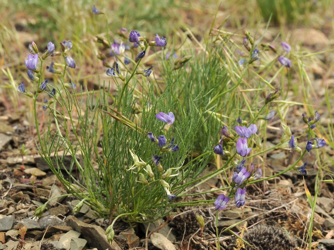 Изображение особи Astragalus nematodes.