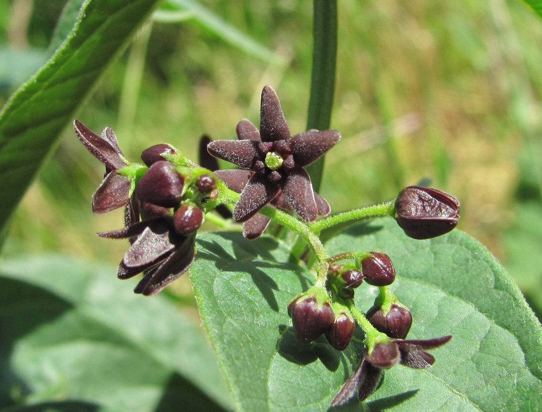 Image of Vincetoxicum scandens specimen.