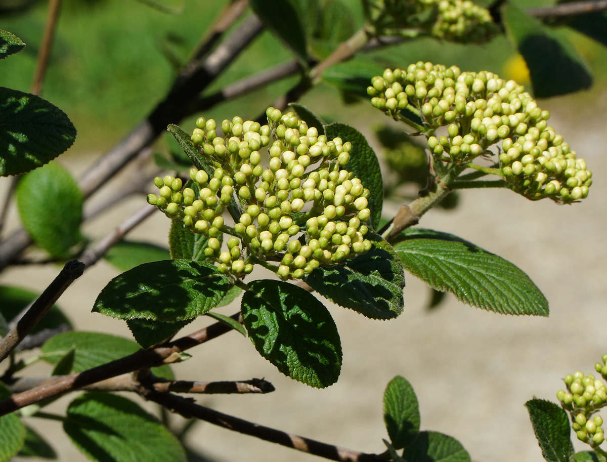 Изображение особи Viburnum lantana.