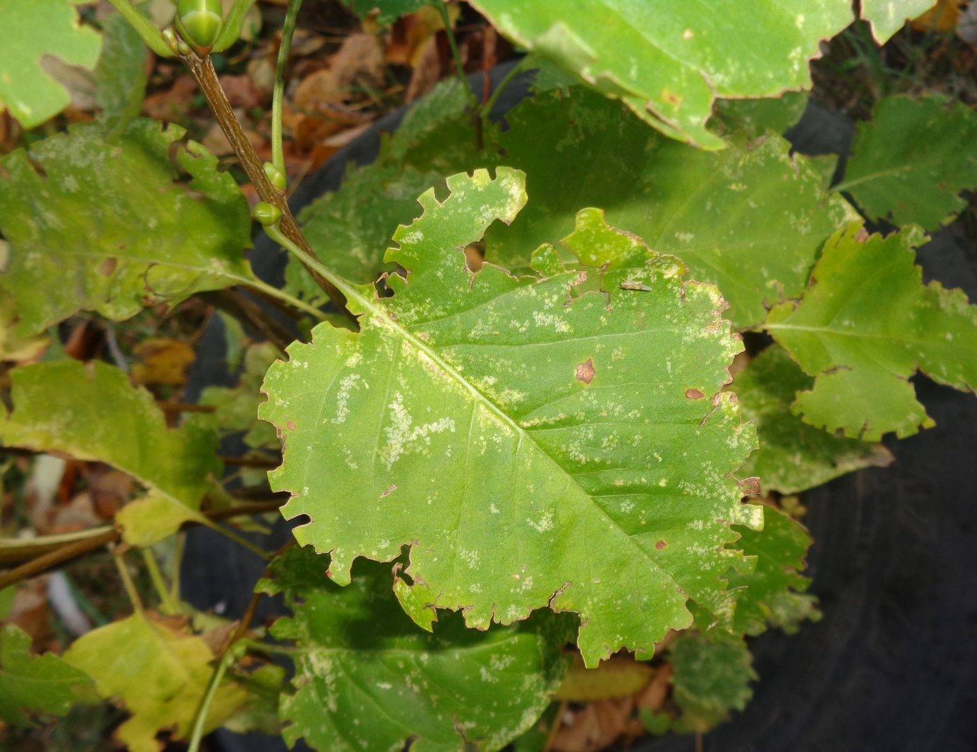 Image of Syringa vulgaris specimen.