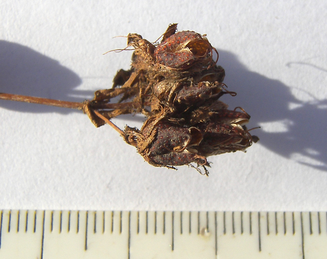 Image of Hypericum bithynicum specimen.