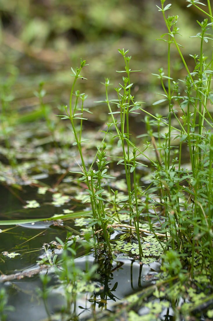 Изображение особи Galium palustre.