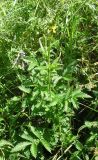 Agrimonia eupatoria ssp. grandis