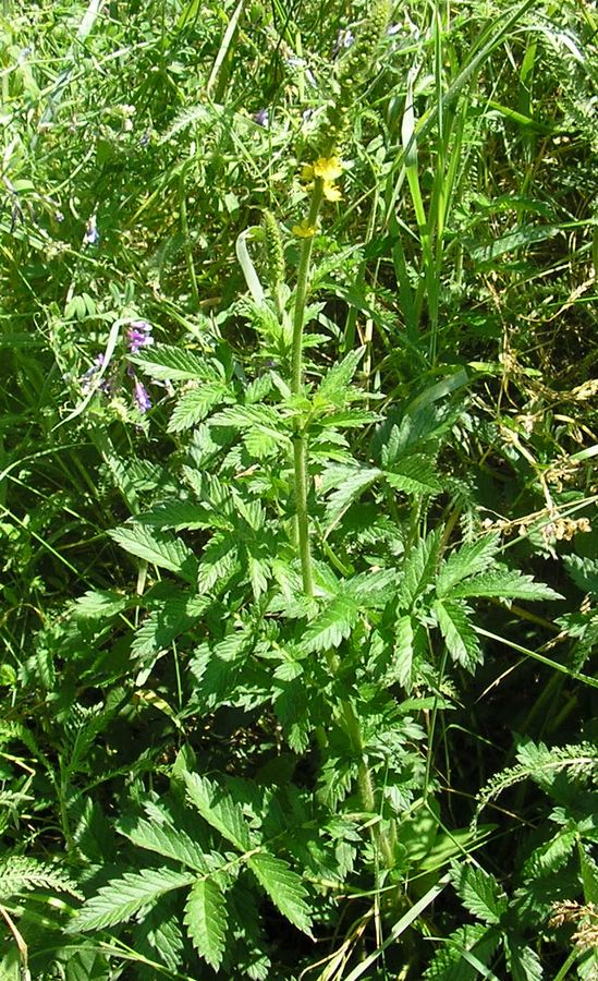 Изображение особи Agrimonia eupatoria ssp. grandis.