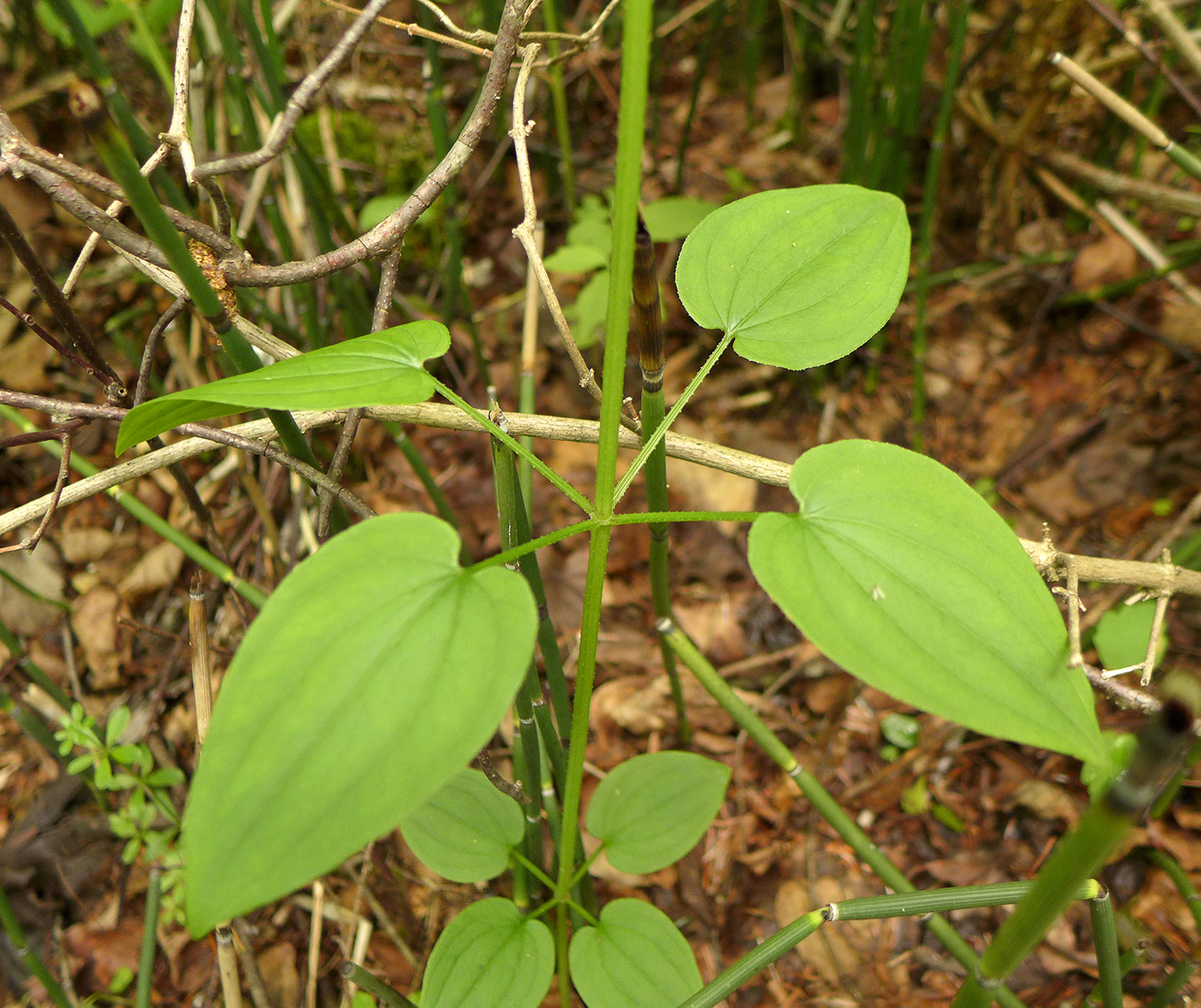 Image of Rubia cordifolia specimen.
