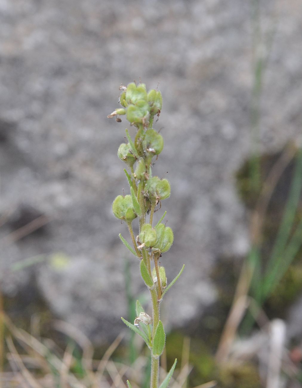 Image of Veronica gentianoides specimen.