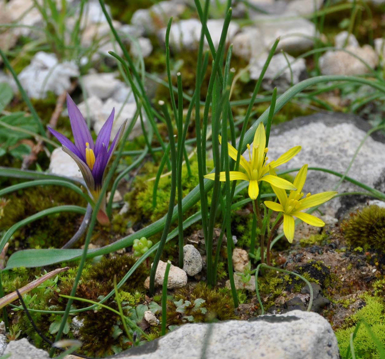 Изображение особи Gagea chlorantha.