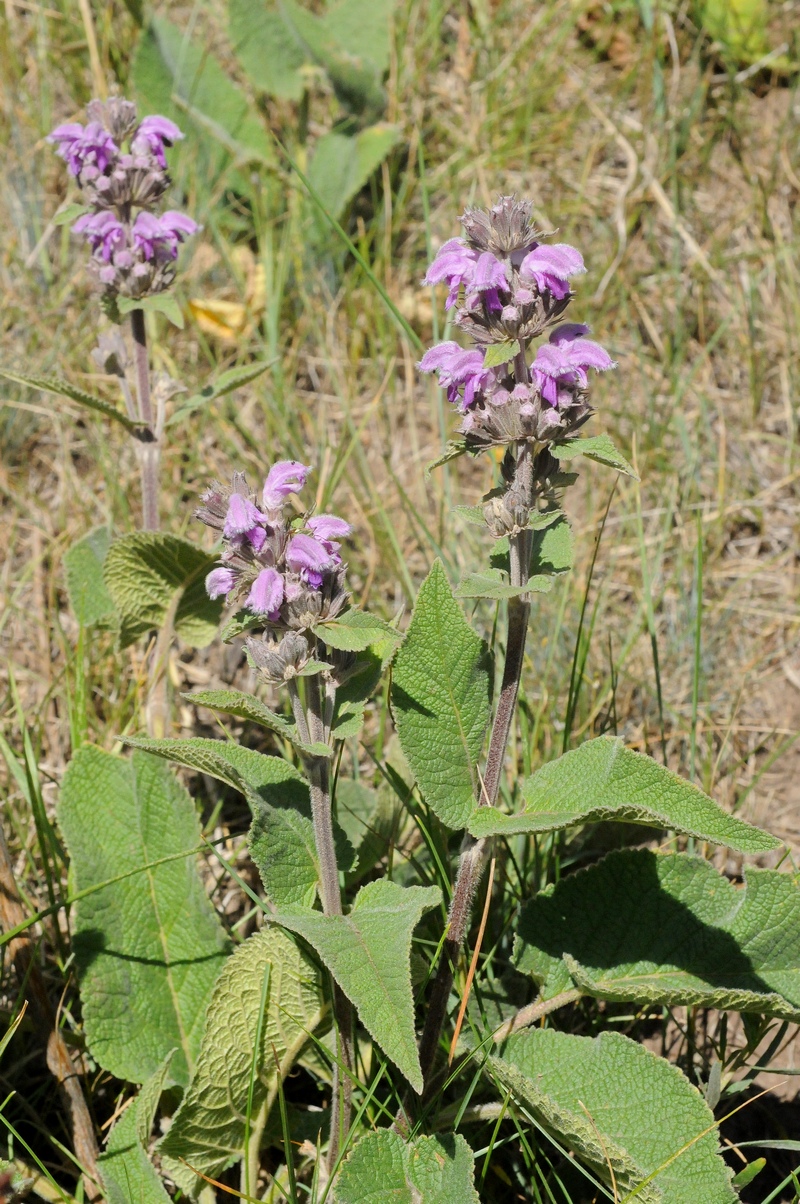 Изображение особи Phlomoides pratensis.