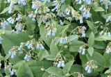 Mertensia sibirica