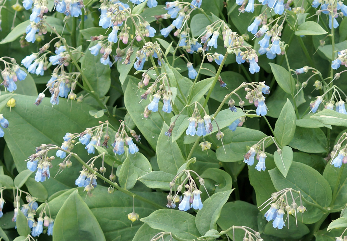 Image of Mertensia sibirica specimen.
