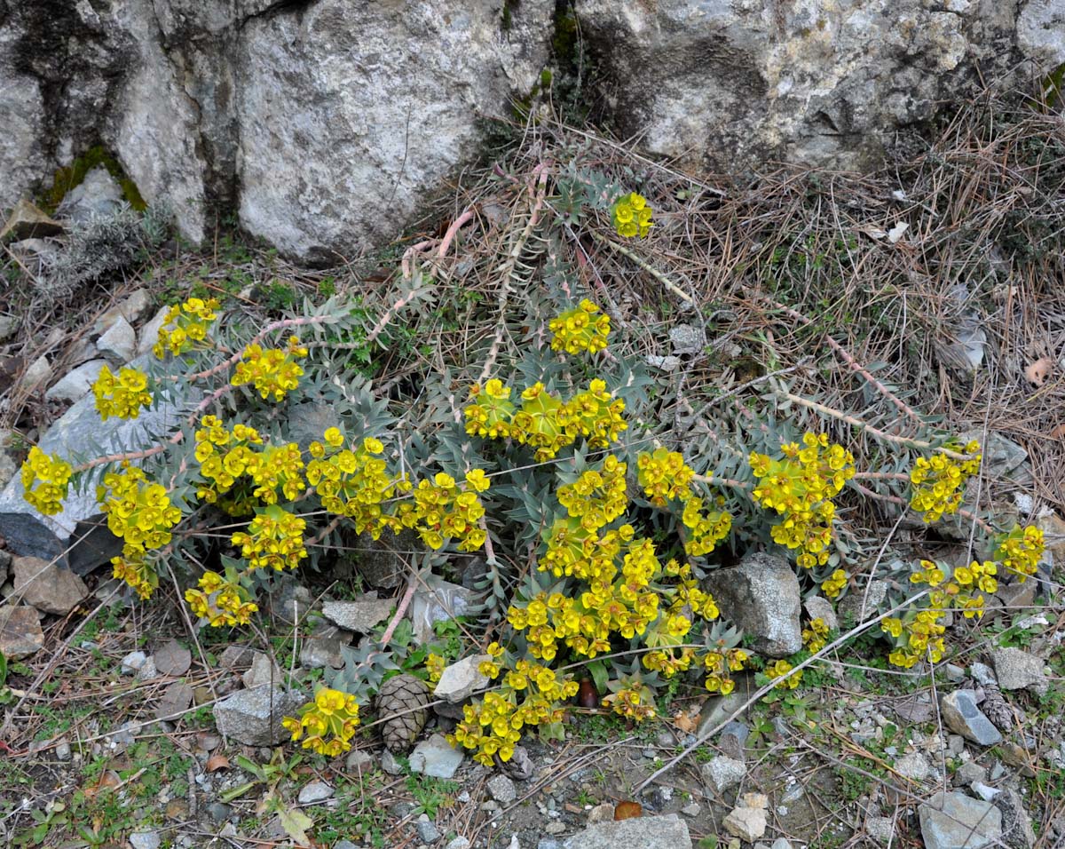 Image of Euphorbia veneris specimen.