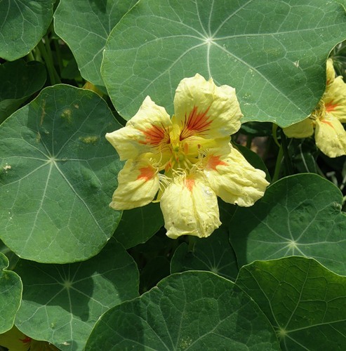 Изображение особи Tropaeolum majus.