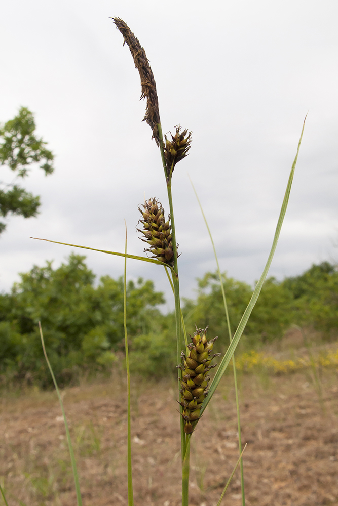 Image of Carex melanostachya specimen.