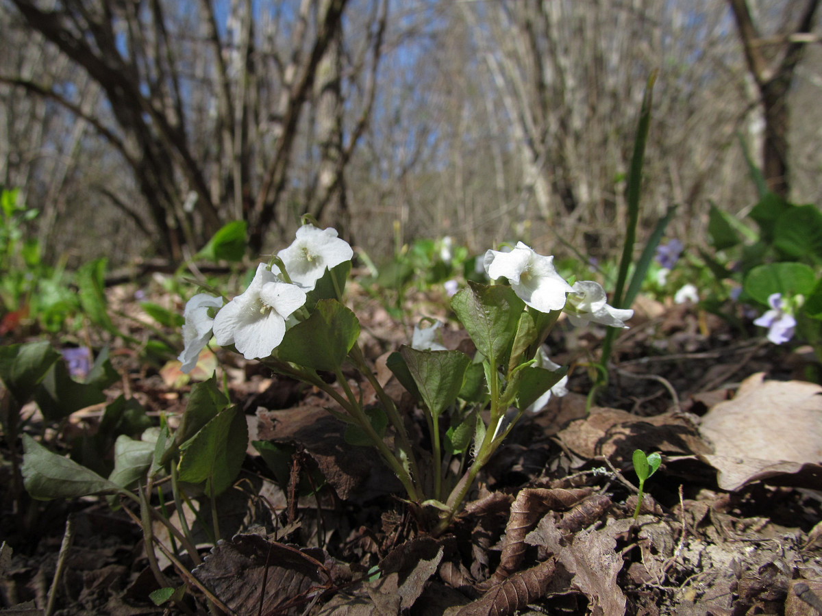 Image of Viola tanaitica specimen.