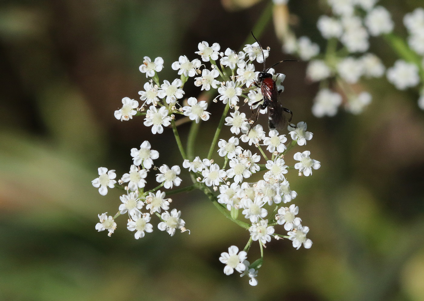 Изображение особи Falcaria vulgaris.