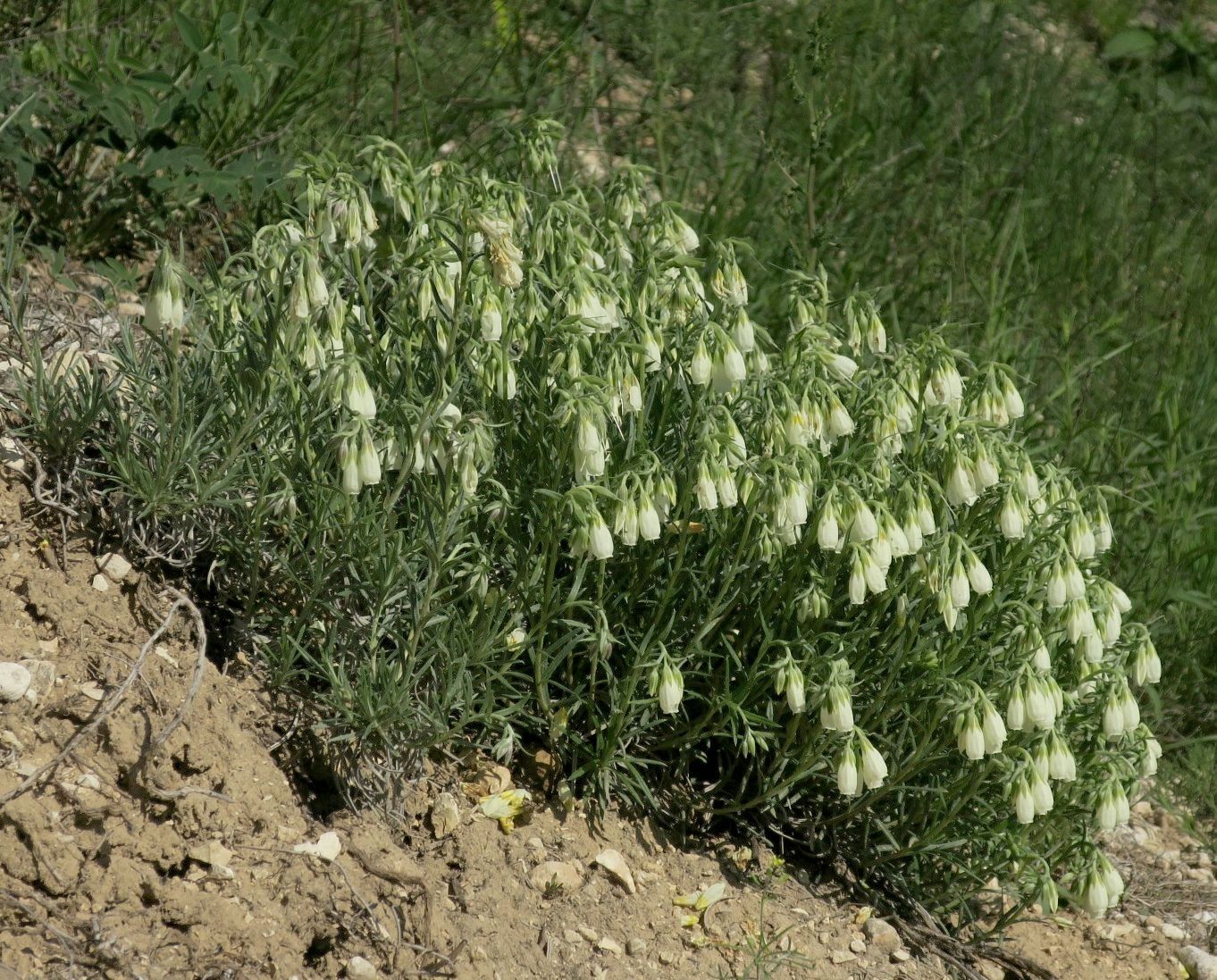 Image of Onosma tanaitica specimen.