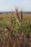 Anisantha madritensis