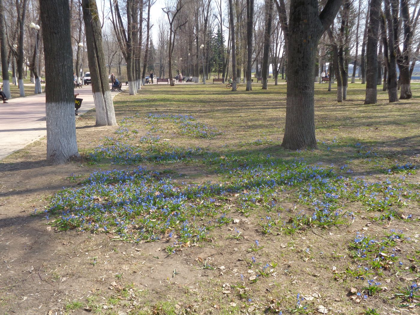 Изображение особи Scilla siberica.