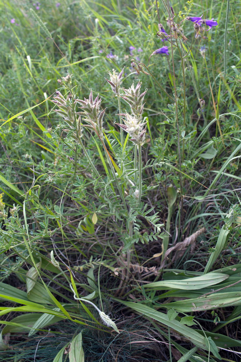 Image of Oxytropis pilosa specimen.