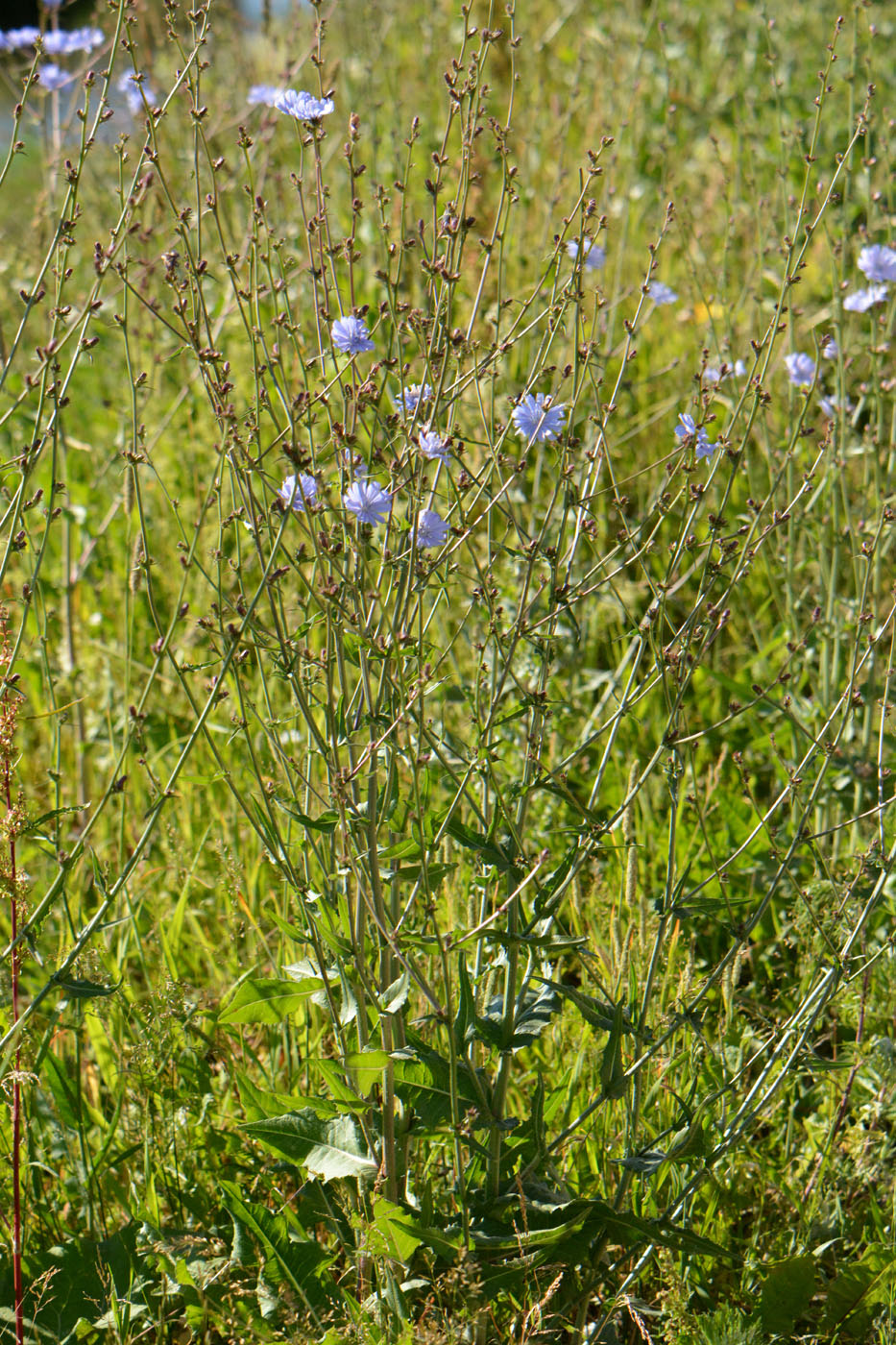 Image of Cichorium intybus specimen.