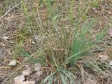 Koeleria glauca