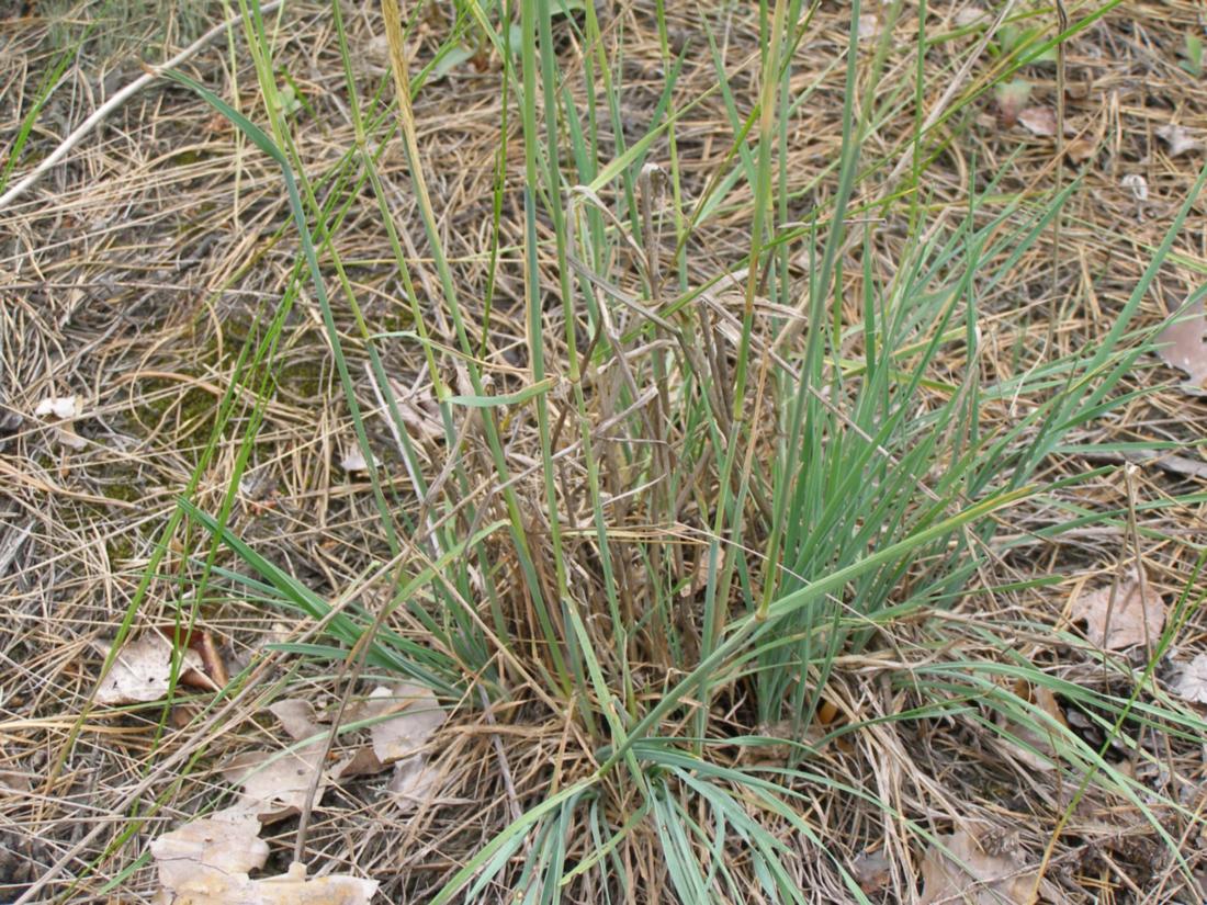 Изображение особи Koeleria glauca.