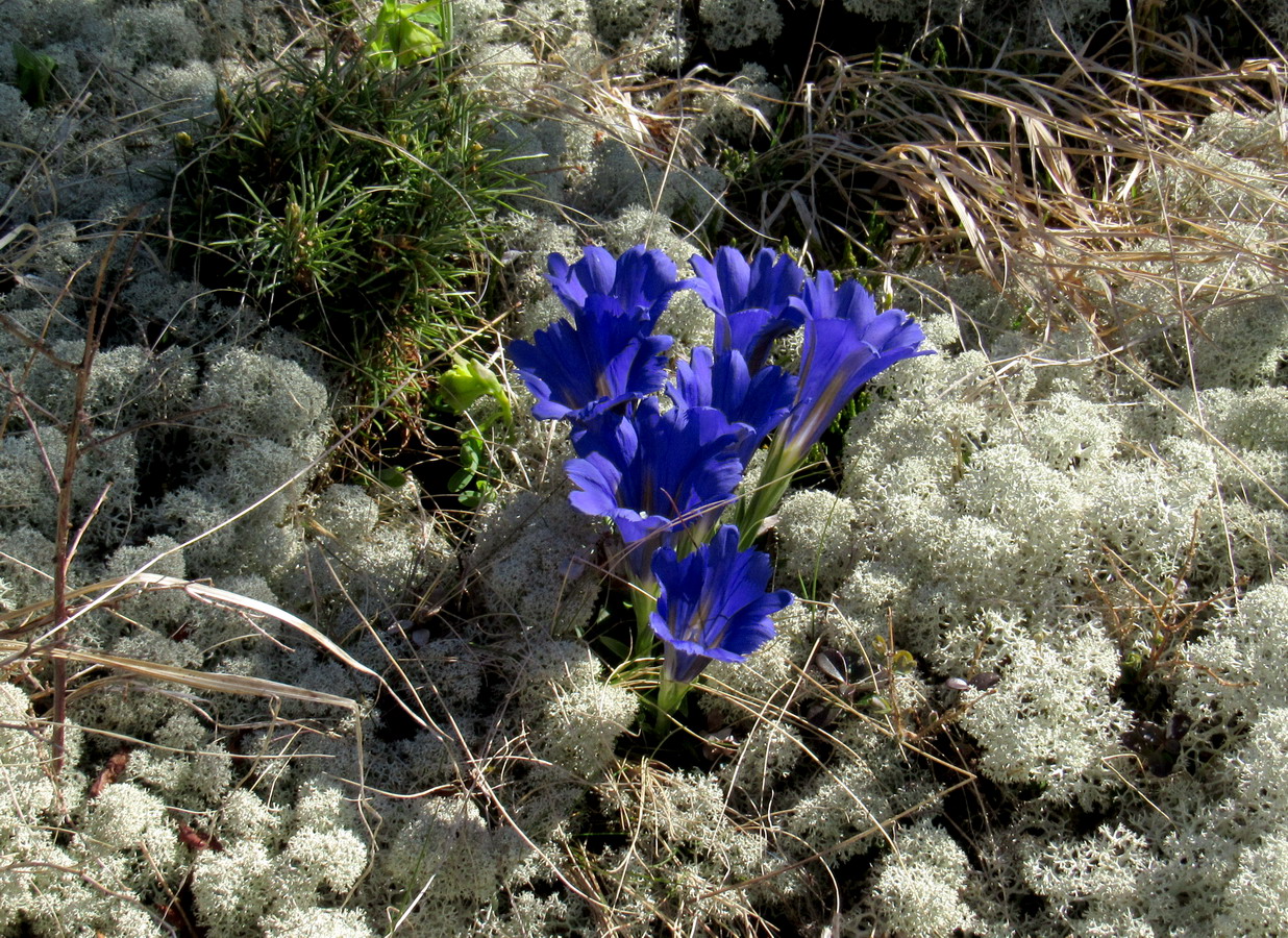 Изображение особи Gentiana grandiflora.