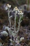 genus Leontopodium. Цветущие растения. Иркутская обл., Ольхонский р-н, окр. с. Сахюрта, Тутайский залив оз. Байкал, береговой склон, степь. 13.07.2019.
