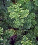 Tanacetum vulgare var. crispum