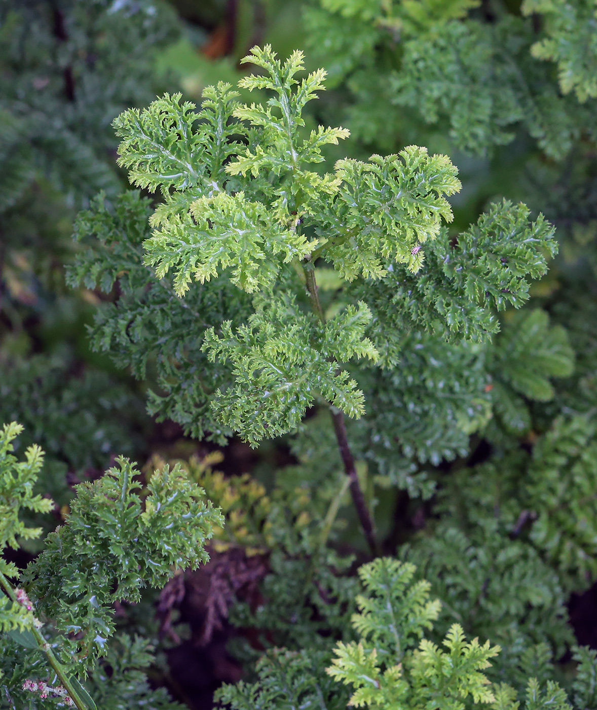 Изображение особи Tanacetum vulgare var. crispum.