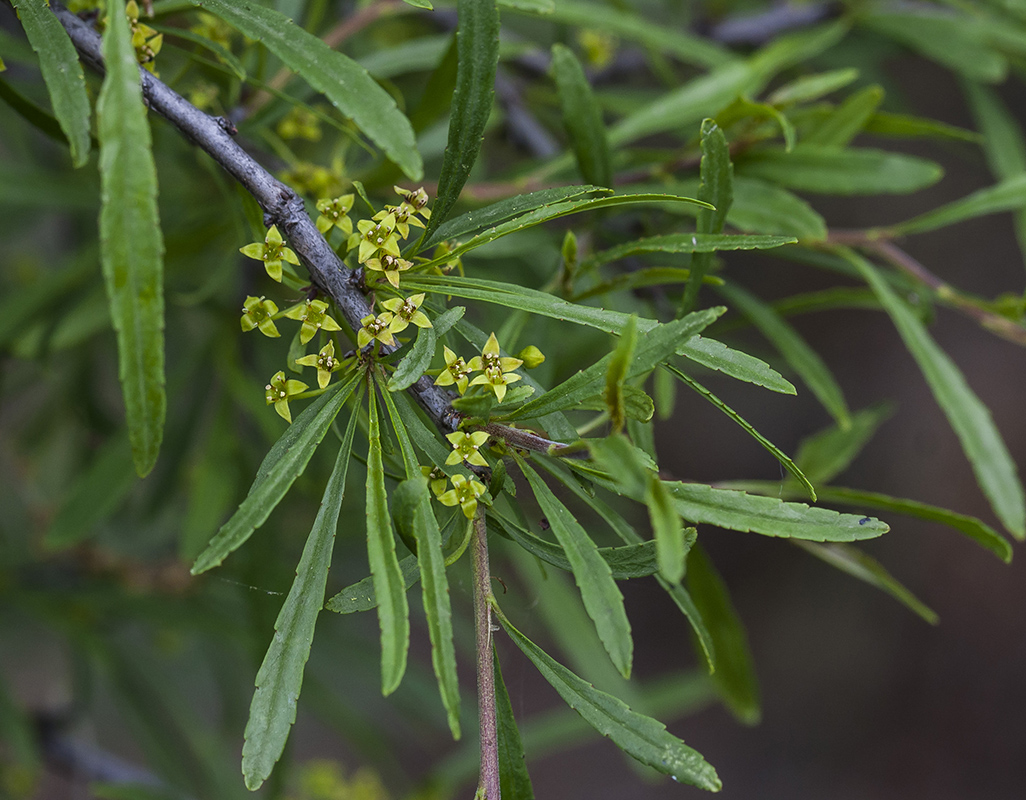 Image of Rhamnus erythroxyloides specimen.