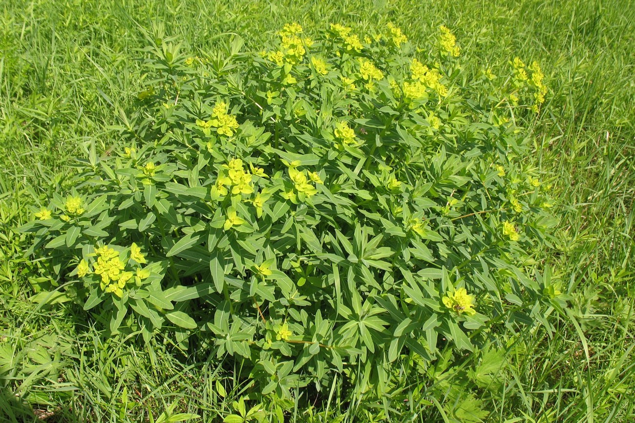 Image of Euphorbia semivillosa specimen.
