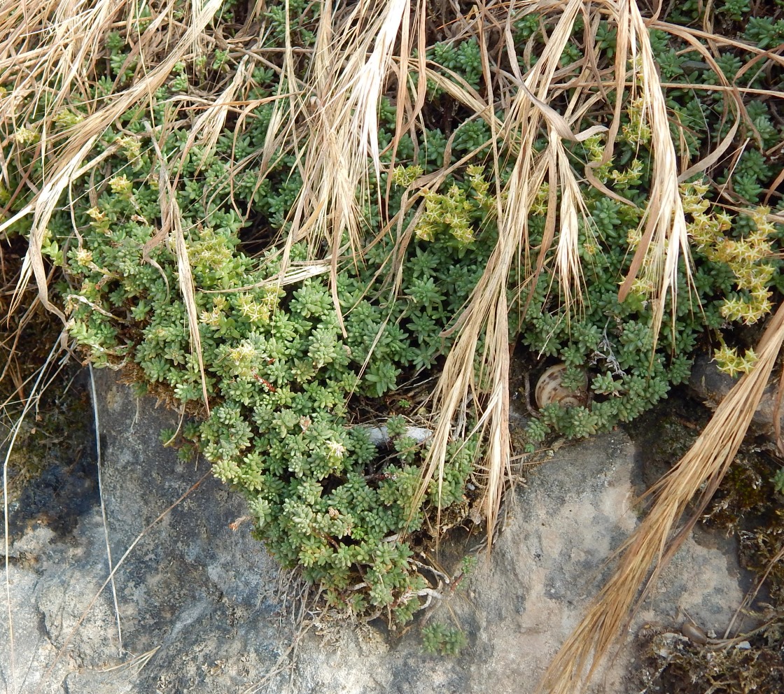 Image of Sedum acre specimen.